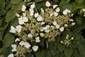 Schizophragma hydrangeoides Moonlight Przywarka japońska